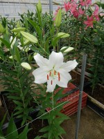 [5361 Sotsji DJ No01.JPG]